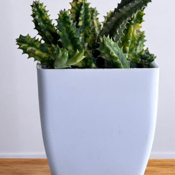 variegated star cactus in a white pot