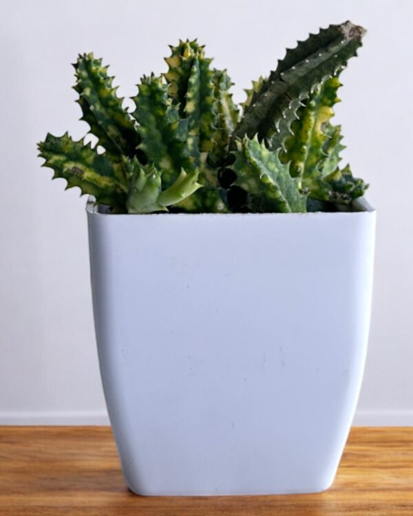 variegated star cactus in a white pot