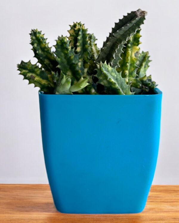 variegated star cactus in a blue pot