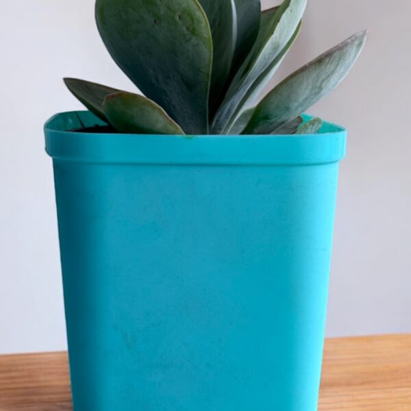 kalanchoe flapjack in a blue pot