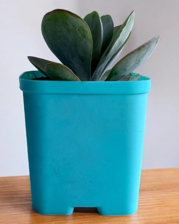 kalanchoe flapjack in a blue pot