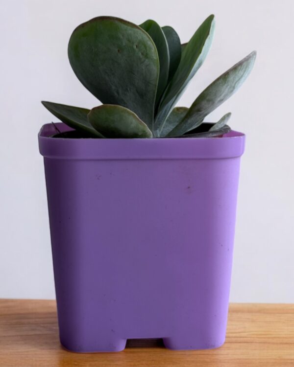 kalanchoe flapjack in a purple pot