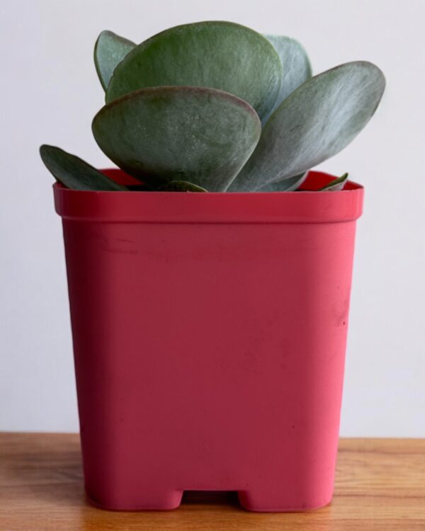 kalanchoe flapjack in a red pot