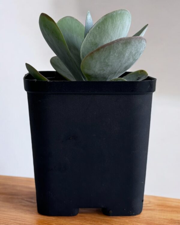 kalanchoe flapjack in a black pot