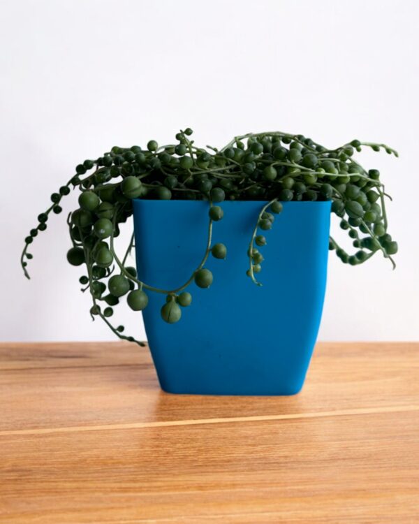 string of pearls in a blue pot
