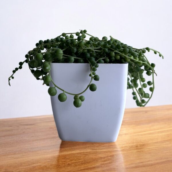string of pearls in a white pot