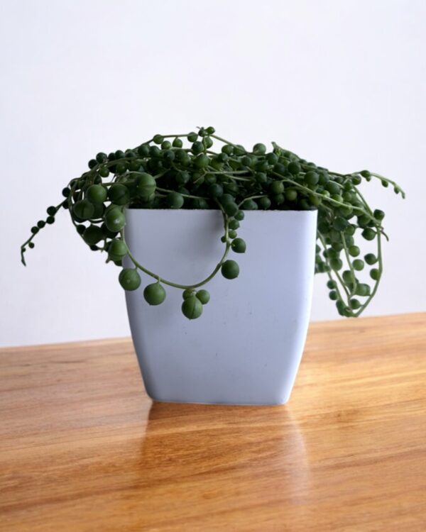 string of pearls in a white pot