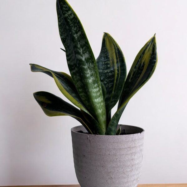 golden flame sanseveria in a grey pot