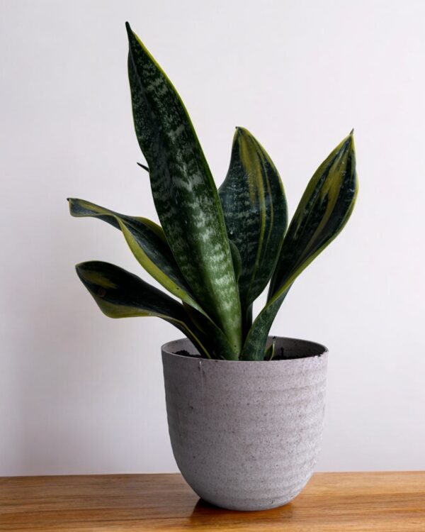 golden flame sanseveria in a grey pot