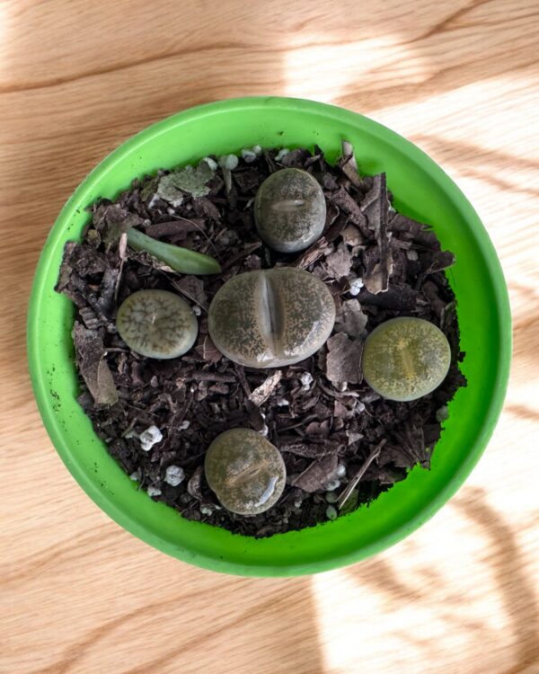 lithops top view in a green pot