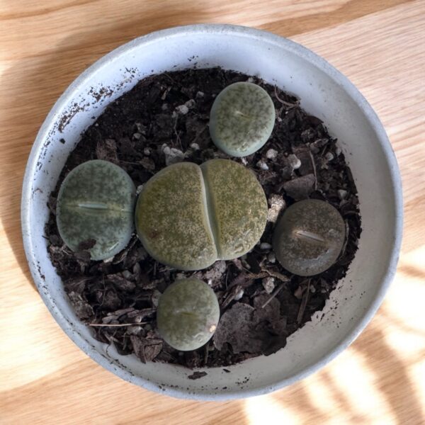 lithops top view in a white pot