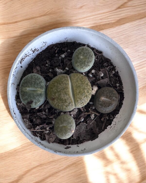 lithops top view in a white pot