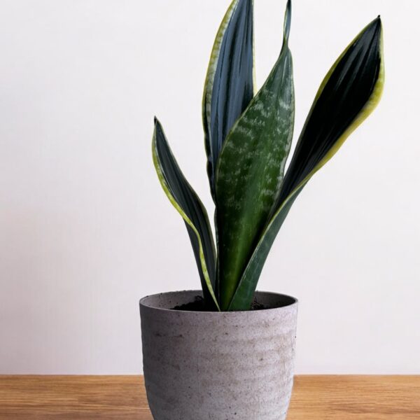 black jack sansevieria in a grey pot