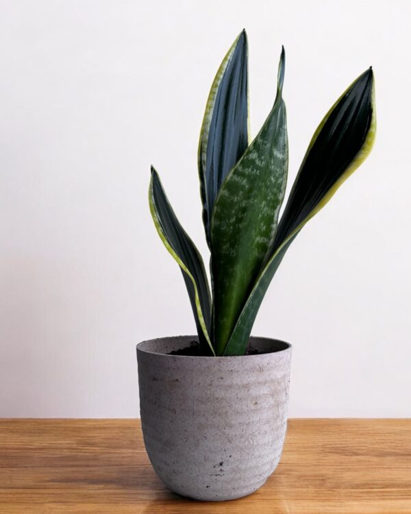 black jack sansevieria in a grey pot