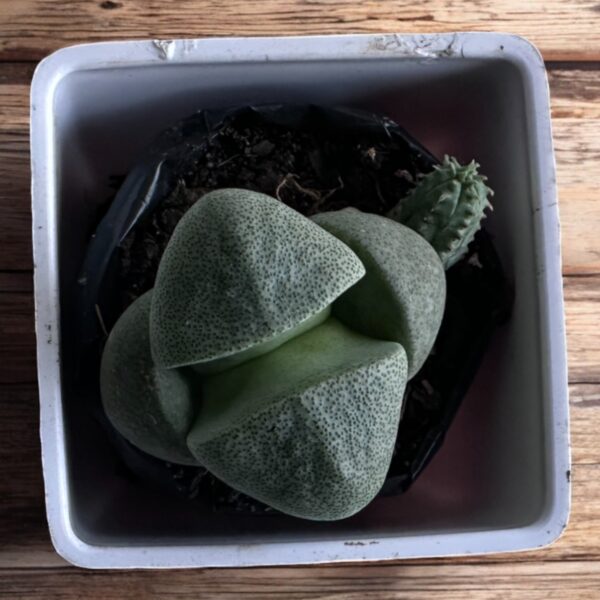 pleiospilos split rock in a white pot