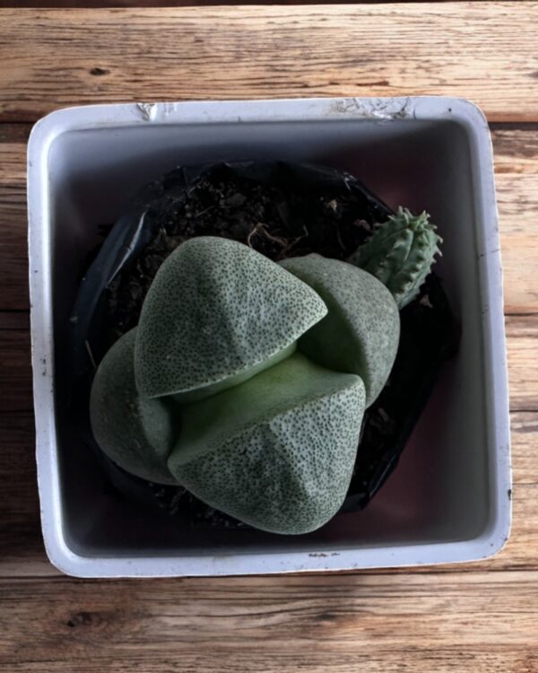 pleiospilos split rock in a white pot