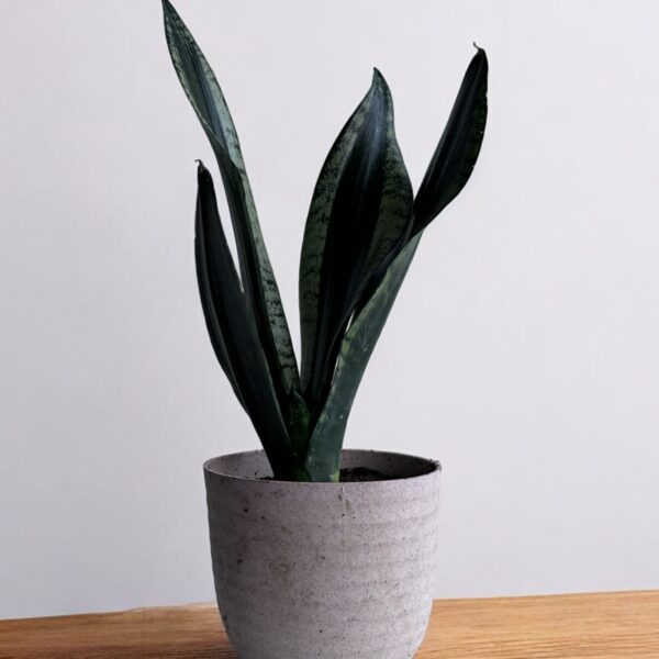 whitney sansevieria in a grey pot