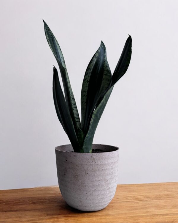whitney sansevieria in a grey pot