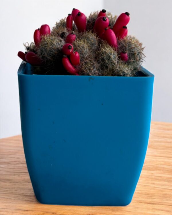 yellow mammillaria cactus in a blue pot