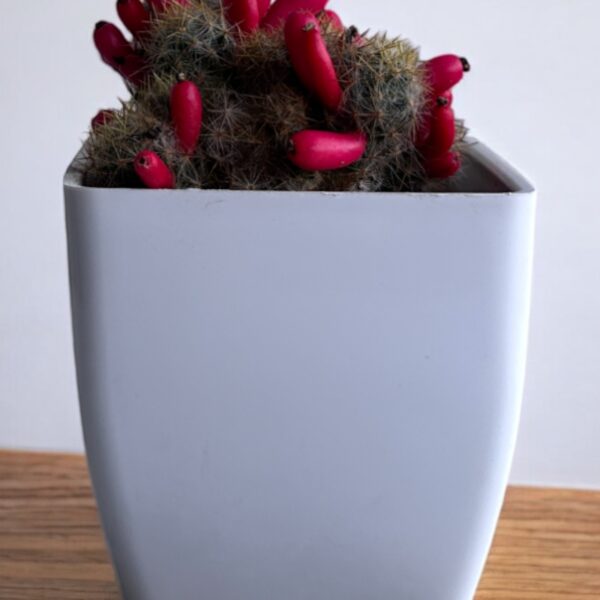 yellow mammillaria cactus in a white pot