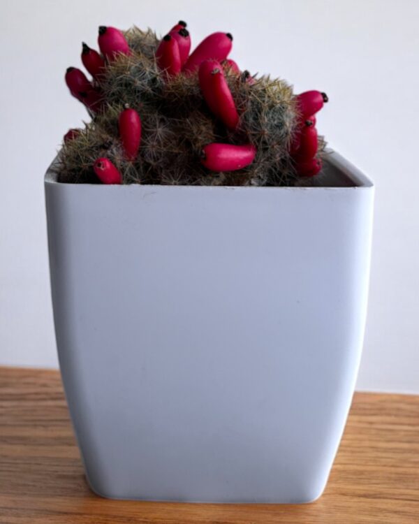 yellow mammillaria cactus in a white pot