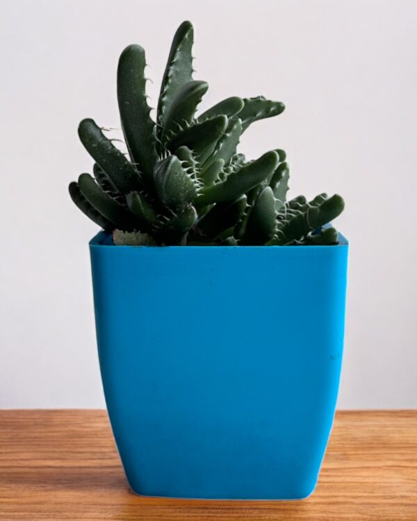 faucaria succulent in a blue pot