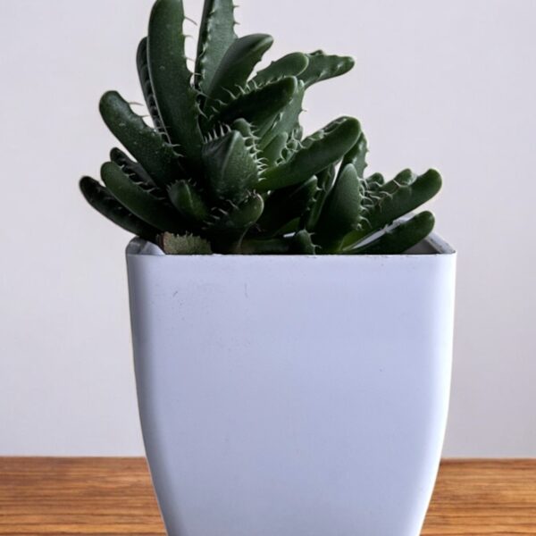 faucaria succulent in a white pot
