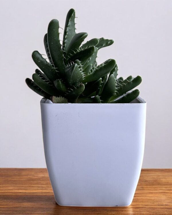 faucaria succulent in a white pot