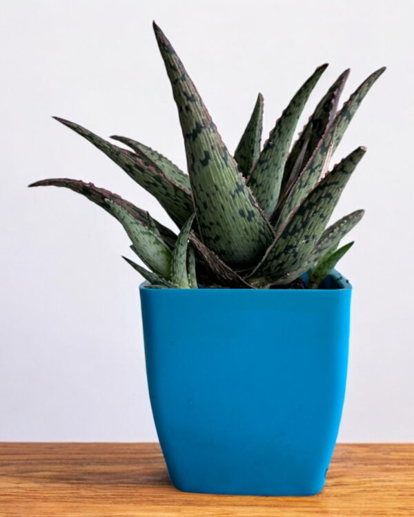 hybrid aloe vera in a blue pot