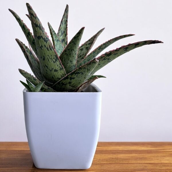 hybrid aloe vera in a white pot