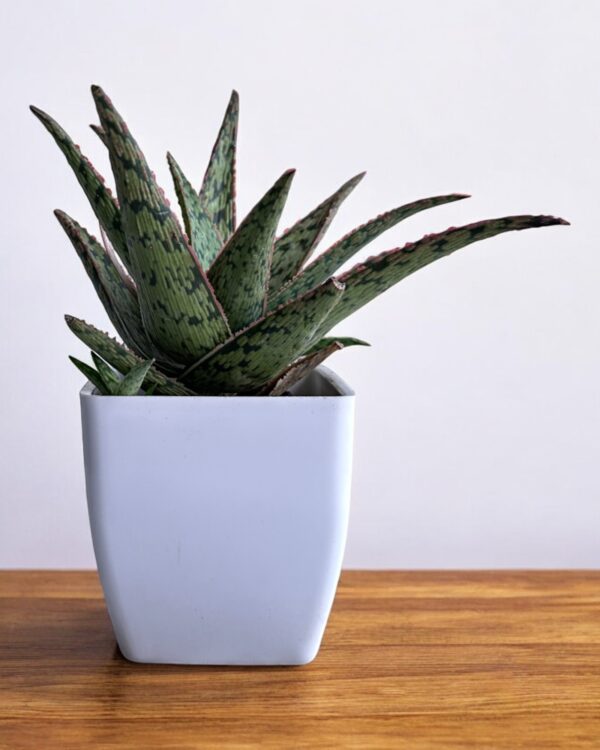 hybrid aloe vera in a white pot