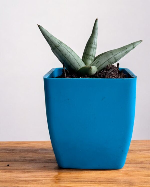 silver boncel in a blue pot