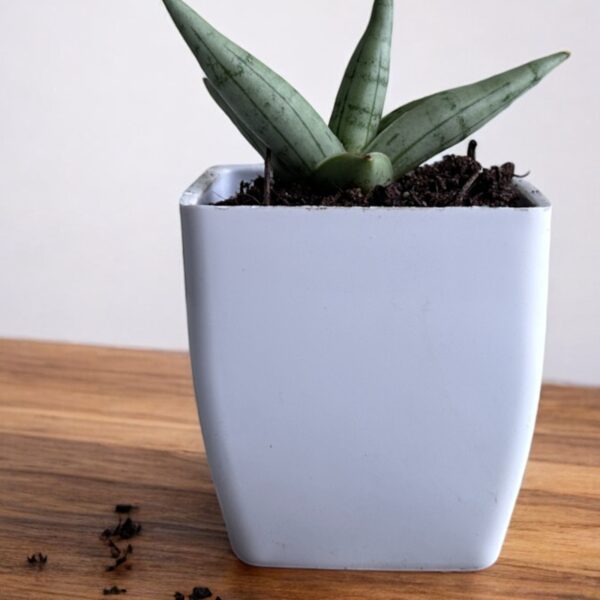 silver boncel in a white pot