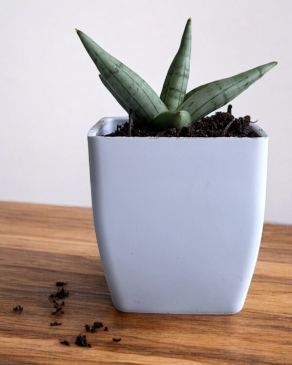 silver boncel in a white pot