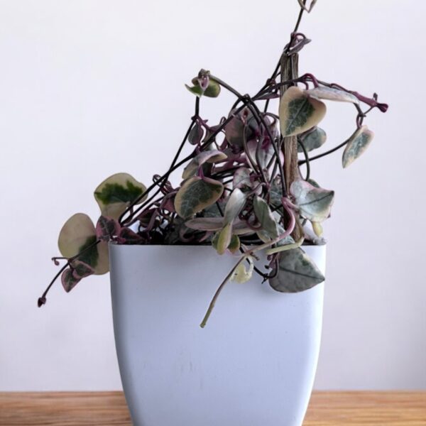 string of hearts variegated in a white pot