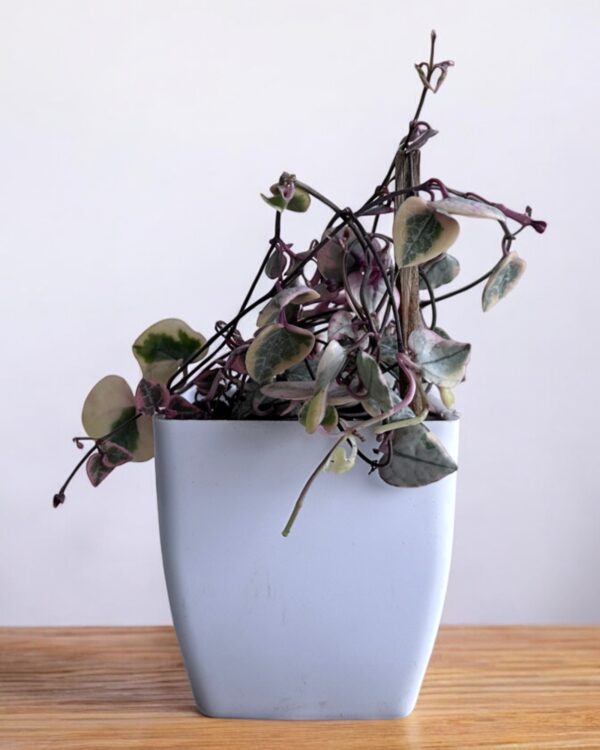 string of hearts variegated in a white pot