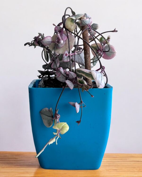 string of hearts variegated in a blue pot