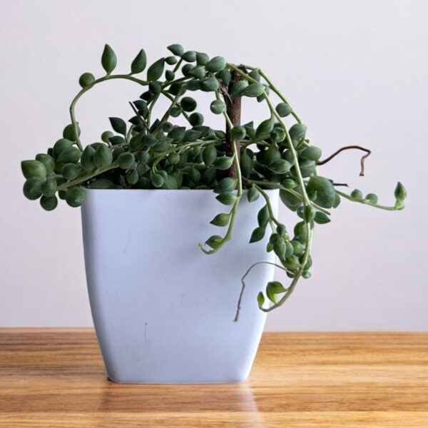 string of tears in a white pot