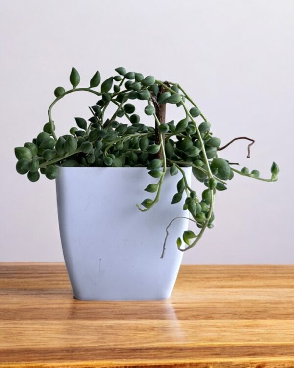 string of tears in a white pot