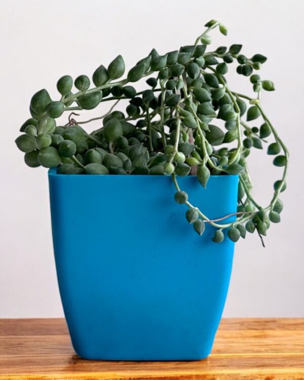 string of tears in a blue pot
