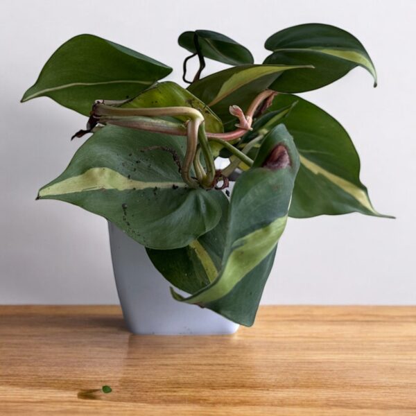 yellow money plant variegated in a white pot