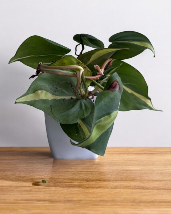 yellow money plant variegated in a white pot