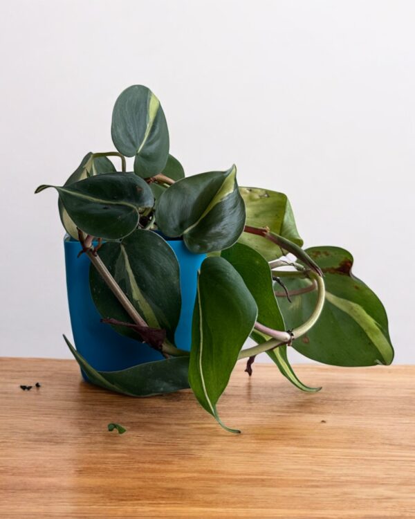 yellow money plant variegated in a blue pot