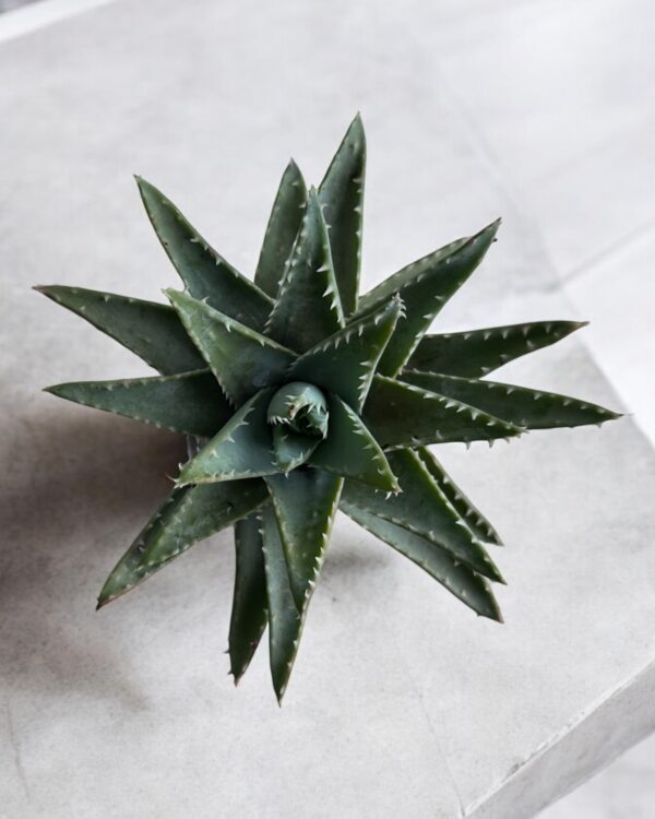 aloevera brevifolia top view