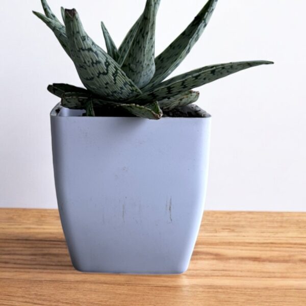 white aloe vera in a white pot