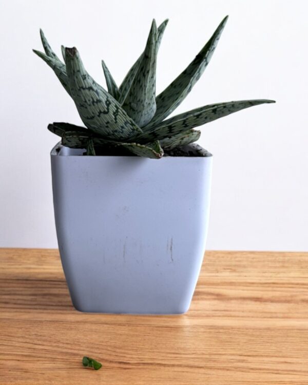 white aloe vera in a white pot