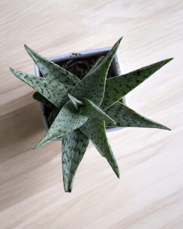 white aloe vera in a white pot top view