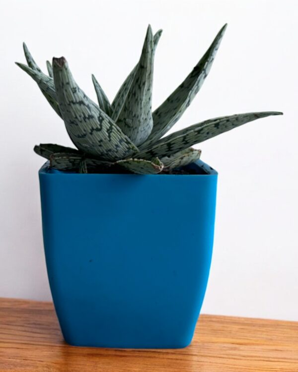 white aloe vera in a blue pot