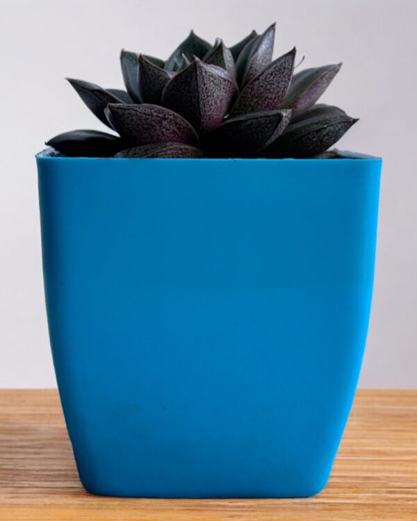 echeveria purposurum in a blue pot