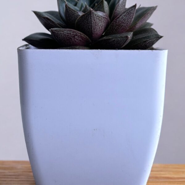 echeveria purposurum in a white pot